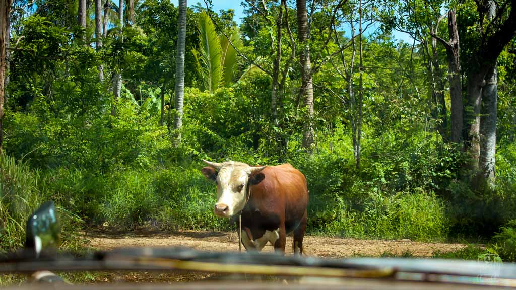 tonga visit guide