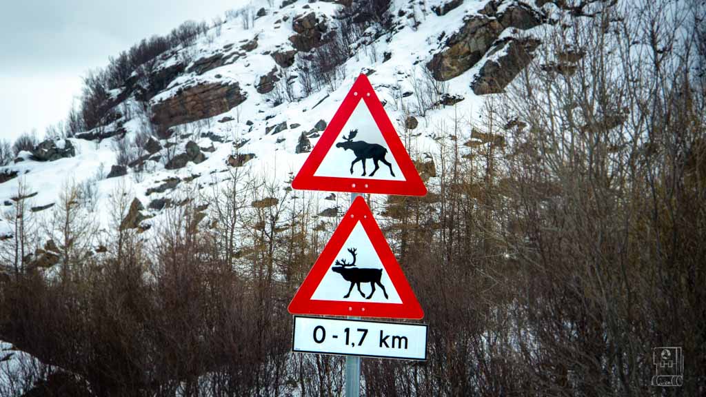 Traffic signs alerting to moose and reindeer on a snowy Norwegian road, essential for driving safety in Norway.