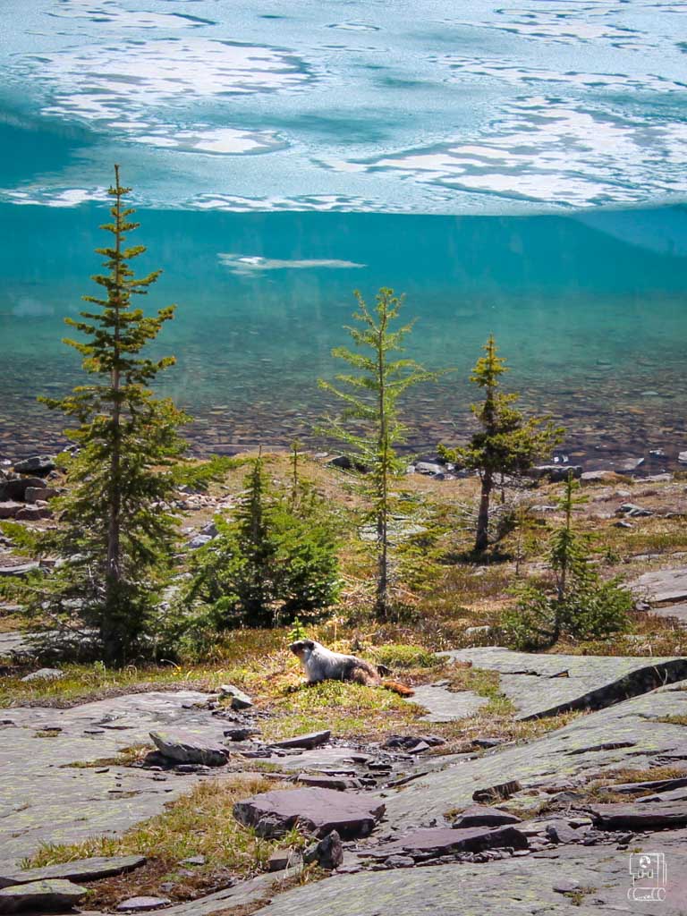 Marmot resting by turquoise waters along the Lake O'Hara hiking trails, with alpine larches and rocky shoreline creating a pristine mountain wilderness scene